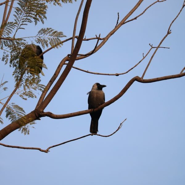 Rook Ashgrove